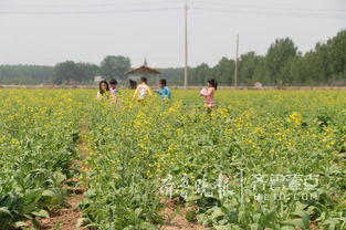 即墨移风上百亩油菜花盛开,生态旅游小镇蓝图初现