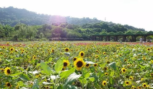 办办赠票啦丨丹樱生态园 荣获广东农业公园评比全省第一的休闲度假好去处