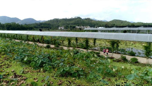走向我们的小康生活丨赖新民 以产业融合发展助推乡村振兴