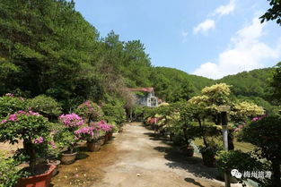 梅州乡村旅游精品路线 四 蕉岭山水名人之旅