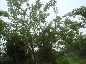 采摘节之桑葚争锋