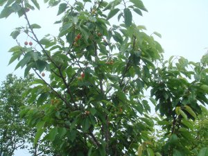 采摘节之娇艳欲滴樱桃果