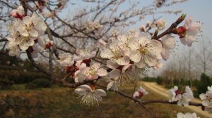 采摘节之杏落红尘