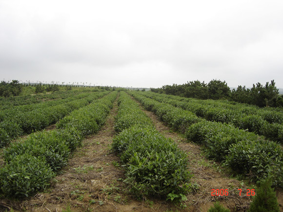 400亩茶园展示
