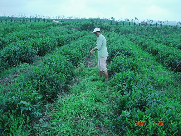 茶园除草，人工除杂草摊铺腐烂做肥料，使用家禽肥、土杂肥；禁止使用化肥；