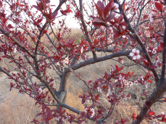 Maple