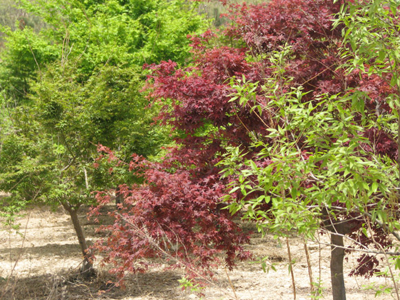 Maple