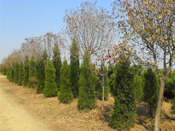 Cypress